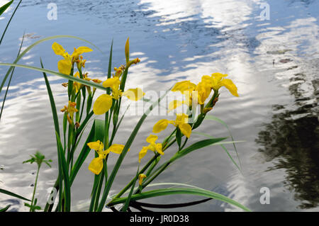 Eine Gruppe von blühenden Blumen wachsen am Ufer eines Teiches gegen eine Reflexion der Wolken, Moskau, Russland Stockfoto