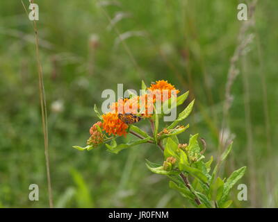 Brilliant orange Schmetterling auf Orange Seidenpflanze Stockfoto