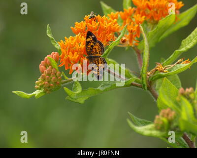 Brilliant orange Schmetterling auf Orange Seidenpflanze Stockfoto