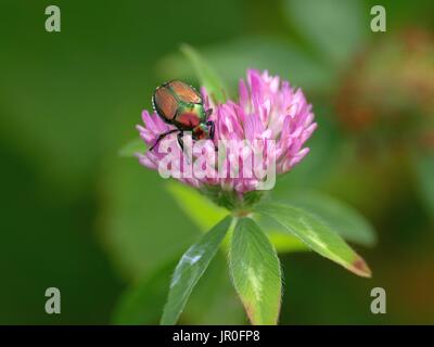 Japanische Käfer auf Klee Blüte Nahaufnahme Stockfoto