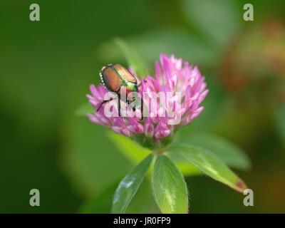 Japanische Käfer auf Klee Blüte Nahaufnahme Stockfoto