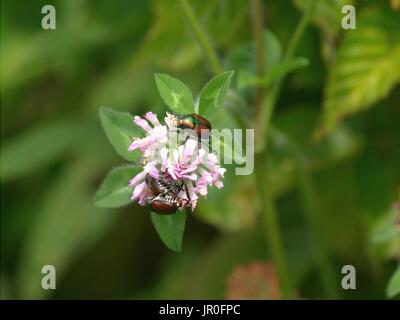 Japanische Käfer auf Blüte Stockfoto