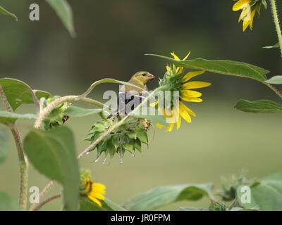 Stieglitz thront auf Sonnenblumen Stiel Essen Samen Stockfoto