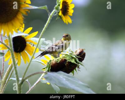 Stieglitz thront auf Sonnenblumen Stiel Essen Samen Stockfoto