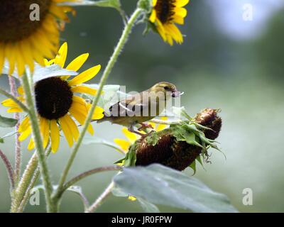 Stieglitz thront auf Sonnenblumen Stiel Essen Samen Stockfoto