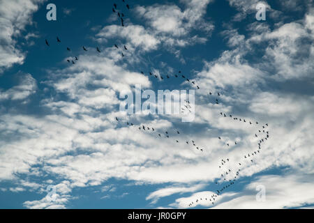 Schwarm Gänse (Anserini) Overhead Fliegen ; Island Stockfoto