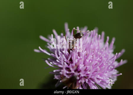 Distel Blumen zieht liebevolle Insekten Nektar. Wir vermissen oft die kleine Welt der winzigen Lebewesen. Suchen Sie enge, verpass es nicht. Stockfoto