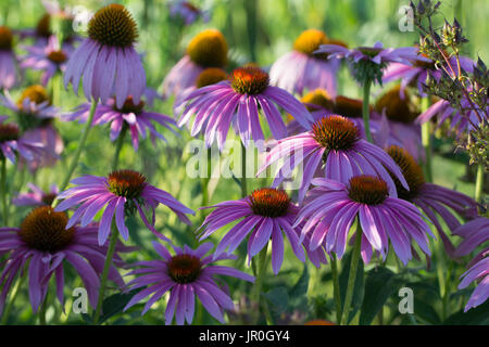 Der Sonnenhut ist eine native Prairie Blume von Iowa. Es kann in Gärten und Prärie Restaurierung Bereiche gefunden werden. Stockfoto