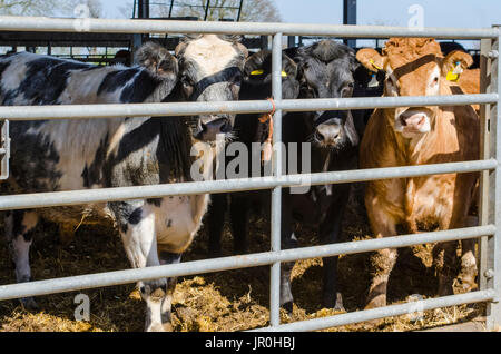 Braun, Schwarz und Schwarze und weiße Kühe im Paddock in die Kamera schaut, Otford, Kent, England Stockfoto