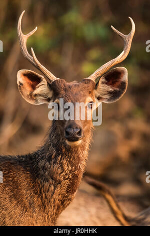 Nahaufnahme der männlichen Sambar (Rusa Unicolor) Rotwild in Sonnenlicht; Chandrapur, Maharashtra, Indien Stockfoto