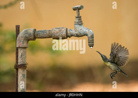 Weibliche Lila Sunbird (Cinnyris Asiaticus) fliegt zum tropfenden Hahn; Chandrapur, Maharashtra, Indien Stockfoto