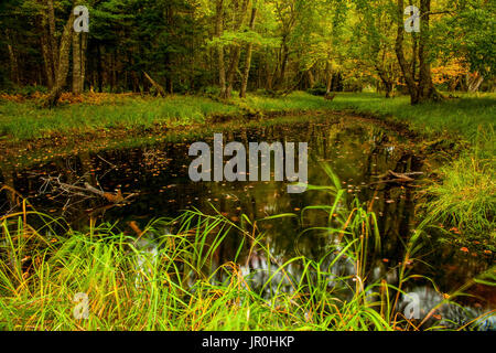 Ein White-Tailed Deer (Odocoileus Virginianus) steht neben einem Fluss Wiese, Teich im Herbst entlang der Mersey River, Kejimkujik National Park Stockfoto