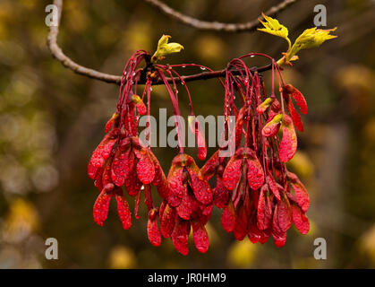 Feder Red Maple Samen und neue Triebe mit Regentropfen; Bedford, Nova Scotia, Kanada Stockfoto