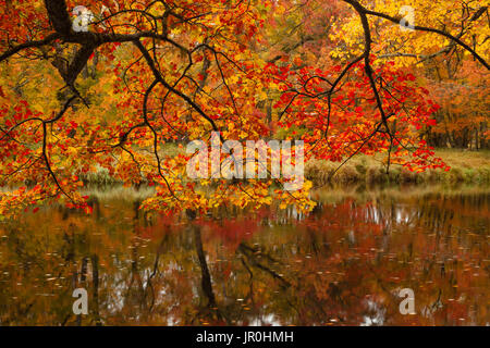 Herbst Farben entlang der Mersey River im Kejimkujik National Park, Nova Scotia, Kanada Stockfoto