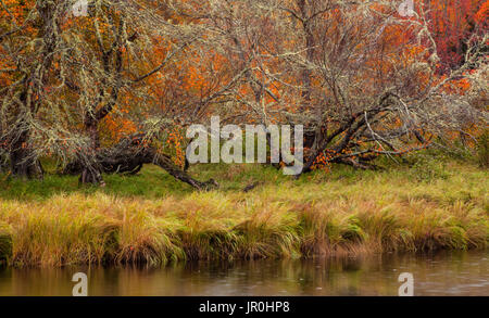 Finster aussehende Bäume, knarrig und verdreht, mit Old man's Beard Lichen, umgeben von Herbstfarben, entlang des Mersey River in Kejimkujik Na... Stockfoto