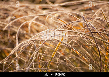 Wilde Gräser verbogen und bedeckt mit Frost; Oakfield, Nova Scotia, Kanada Stockfoto