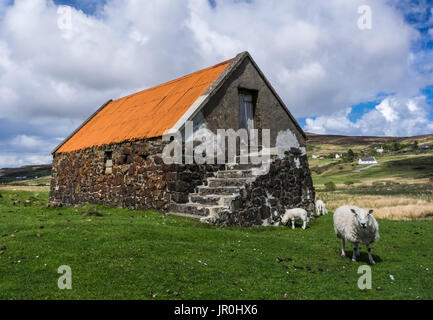 Alte Scheune mit Orange Dach und grasenden Schafen; Isle Of Skye, Schottland Stockfoto