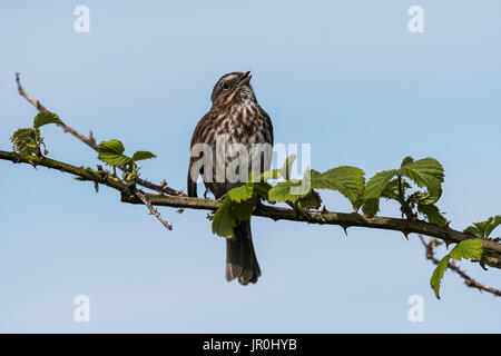 Einen Song sparrow (Melospiza Melodia) singt, Astoria, Oregon, Vereinigte Staaten von Amerika Stockfoto