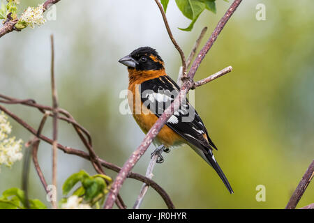 Ein männlicher Black-Headed Grosbeak (Pheucticus Melanocephalus) Sitzstangen In einem holunder Bush, Astoria, Oregon, Vereinigte Staaten von Amerika Stockfoto