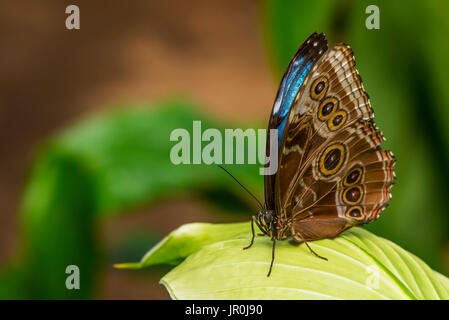 Nahaufnahme eines Schmetterlings ruht auf einer Anlage in die Victoria Butterfly Gardens, Victoria, Britisch-Kolumbien, Kanada Stockfoto