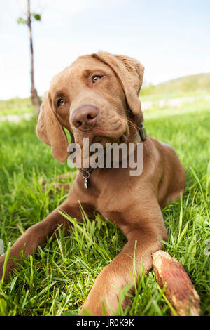 Nahaufnahme einer braunen Labrador Retriever Hund Festlegung auf das Gras mit geneigter Kopf und traurig, ernsten Augen, Alaska, Vereinigte Staaten von Amerika Stockfoto