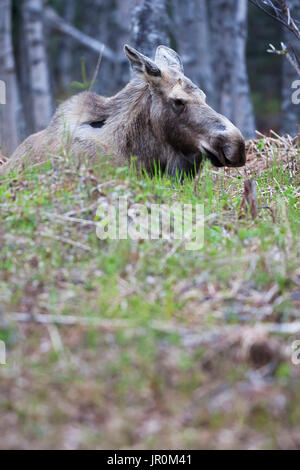 Ein Elch Kuh (alces Alces) stehen In einem Wald; Homer, Alaska, Vereinigte Staaten von Amerika Stockfoto