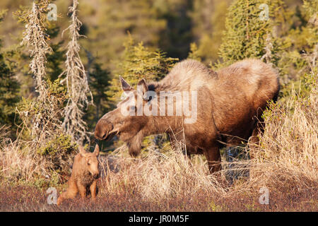 Ein Elch Kuh (alces Alces) und das Kalb zusammen in einem Wald, Alaska, Vereinigte Staaten von Amerika Stockfoto