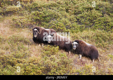 Muskox (Ovibos Moschatus) steht auf einem Hügel, Alaska, Vereinigte Staaten von Amerika Stockfoto