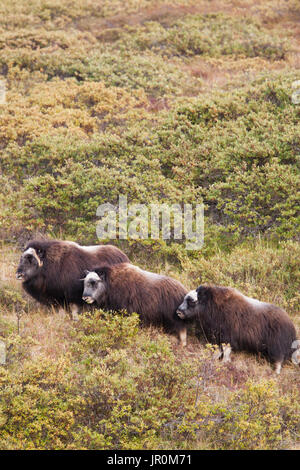 Muskox (Ovibos Moschatus) steht auf einem Hügel, Alaska, Vereinigte Staaten von Amerika Stockfoto