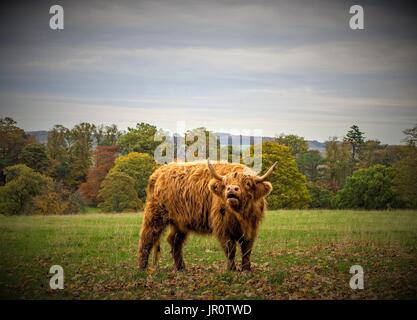 Wooly Hochlandrinder im Streatlam Park, Barnard Castle Stockfoto