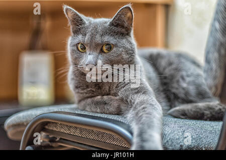 Porträt der Russisch Blau Katze mit grünen Augen. Stockfoto