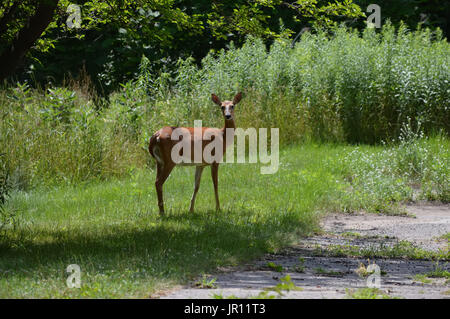 weiß - angebundene Rotwild Stockfoto