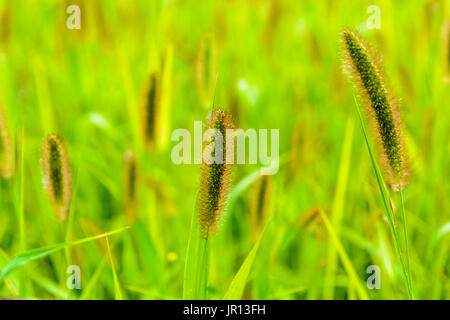 Detailansicht der mehrere Blütenstände von Setaria Pumila Hintergrund verschwommen Wiese. Stockfoto