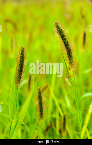 Detailansicht der mehrere Blütenstände von Setaria Pumila Hintergrund verschwommen Wiese. Stockfoto