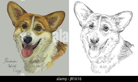 Farbige Pembroke Welsh Corgi-Portrait auf grauem Hintergrund und und schwarze Farbe auf weißem Hintergrund Vektor Handzeichnung Abbildung Stock Vektor