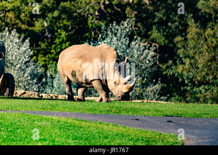 Rhino bedrohte Arten Stockfoto