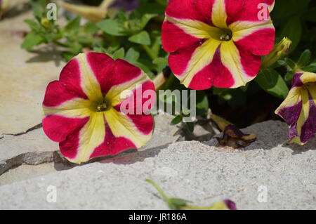 Petunien Blume Stockfoto