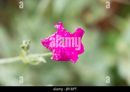 Rose campion Blume, (Bridget-in-ihr-mut), mit frühen Morgentau. Lupinus coronaria, Silene coronaria. Stockfoto