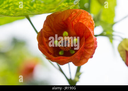 Abutilon pictum 'Thompsonii', (lackiert Abutilon 'Thompsonii') Blüte Detail, oft als chinesische Laterne bekannt, rote chinesische Laterne oder der Blüte Ahorn. Stockfoto