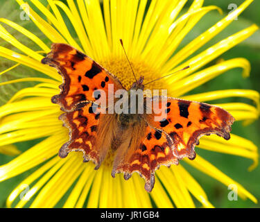 Ein männlicher Komma (Polygonia c-Album) Schmetterling mit offenen Flügeln Feeds auf einem gelben Inula hookerii Blume. Bedgebury Wald, Kent, Großbritannien. Stockfoto