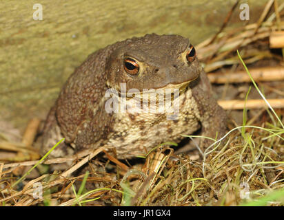 Eine gemeinsame Kröte (Bufo Bufo) gestört in seinem Garten Versteck. Bedgebury Wald, Kent, UK. Stockfoto