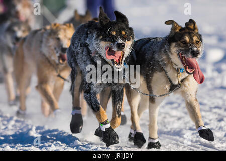 Peter Kaiser's führen Hunde sind in Frost bedeckt, wie Sie entlang der Tanana River in Fairbanks während der 2017 Iditarod Rennen. Stockfoto