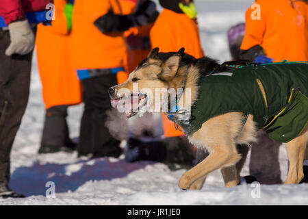 Der Atem von Jeff King's führen Hunde kondensiert in der kalten Luft, als Sie die Tanana River in Fairbanks während der 2017 Iditarod Rennen. Stockfoto