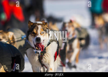 Nahaufnahme von der Leine Hund aus allen Moore's Team nach dem Start des 2017 Iditarod in Fairbanks, Alaska. Stockfoto