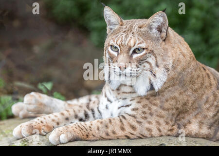 Rotluchs (Lynx Rufus Californicus) ruht auf einem Felsen und posieren. Stockfoto