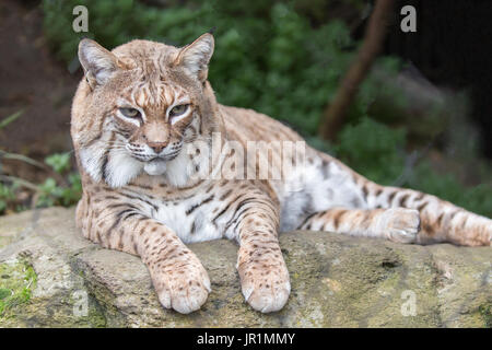 Rotluchs (Lynx Rufus Californicus) ruht auf einem Felsen und posieren. Stockfoto