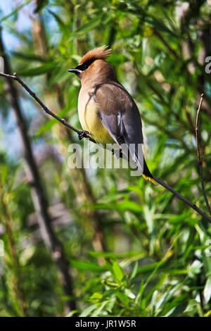 Eine Zeder Seidenschwanz Vogel auf einem Ast. Stockfoto