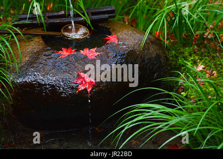Rote Ahornblätter auf einem tsukubai Waschbecken im Herbst an einem Tempel in Japan Stockfoto