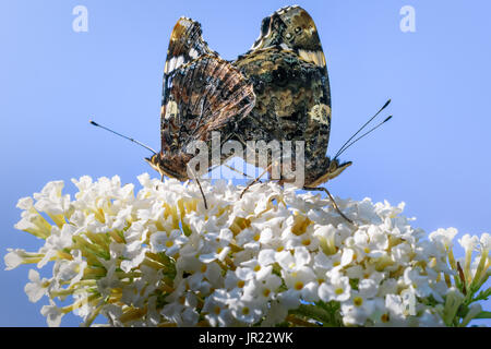 Zwei Schmetterlinge Paarung auf einem Ast. Stockfoto