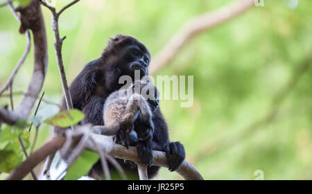 Brüllaffen Stockfoto